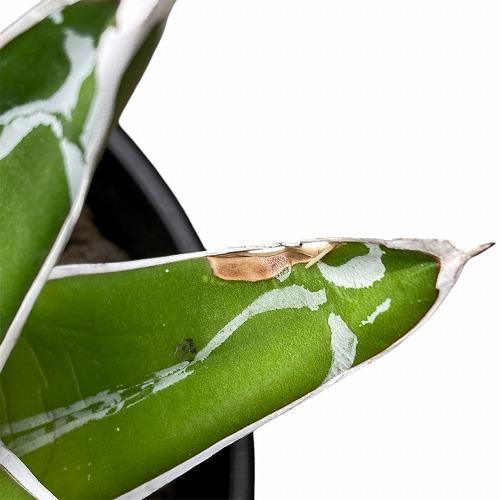 アガベ ビクトリア レジーナ(姫笹の雪) 4号 個体A 多肉植物 インテリア 