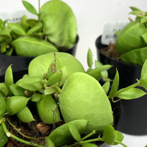 観葉植物 インテリア カワイイ ピンクの花 ビザールプランツ ディスキディア カンガルーポケット ポケット付き 大きめ ３号 50 Leafs ヤフー店 通販 Yahoo ショッピング