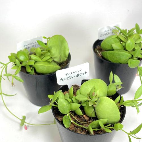 観葉植物 インテリア カワイイ ピンクの花 ビザールプランツ ディスキディア カンガルーポケット ポケット付き 大きめ ３号 50 Leafs ヤフー店 通販 Yahoo ショッピング