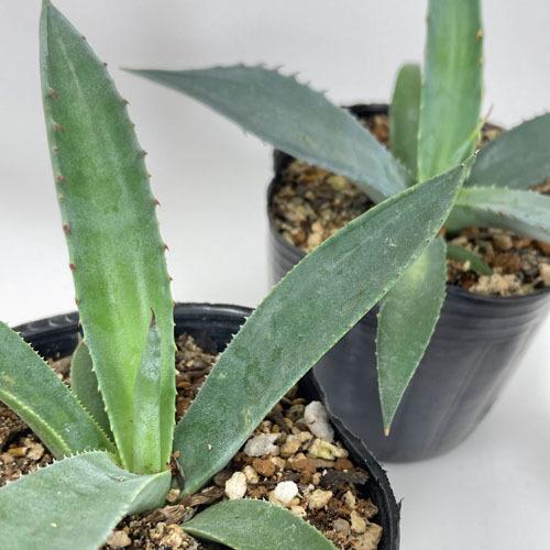 決算特価商品 多肉植物 インテリア 育てやすい カッコイイ 乾燥に強い アガベ フェロックス ２ ５ ３号