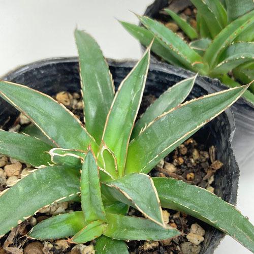 多肉植物 インテリア 育てやすい カッコイイ 乾燥に強い アガベ 笹の雪 ２ ５ ３号 5044 Leafs ヤフー店 通販 Yahoo ショッピング