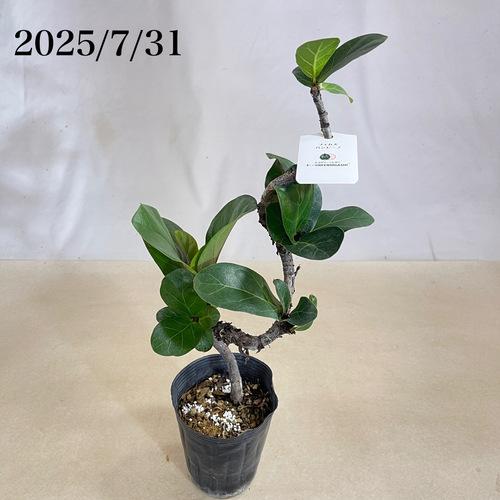 希少　カシワバゴムノキ　バリエガータ　斑入り　5号株 希少 カシワバゴムノキ バリエガータ 斑入り 5号株 カシワバゴム