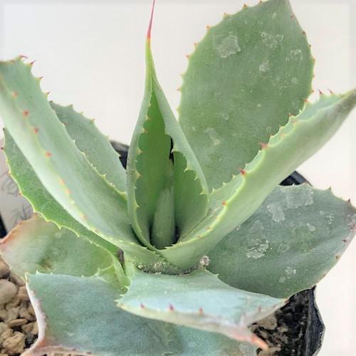 開店記念セール 多肉植物 インテリア 育てやすい カッコイイ 乾燥に強い アガベ 雷神 ２ ５ ３号 Wantannas Go Id