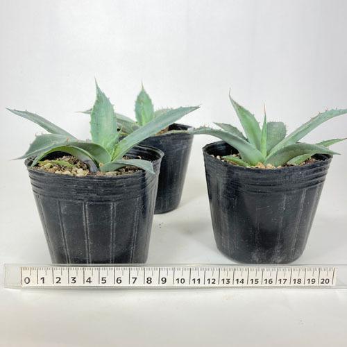 多肉植物 インテリア 育てやすい カッコイイ 乾燥に強い アガベ パラサナ ２ ５ ３号 50 Leafs ヤフー店 通販 Yahoo ショッピング