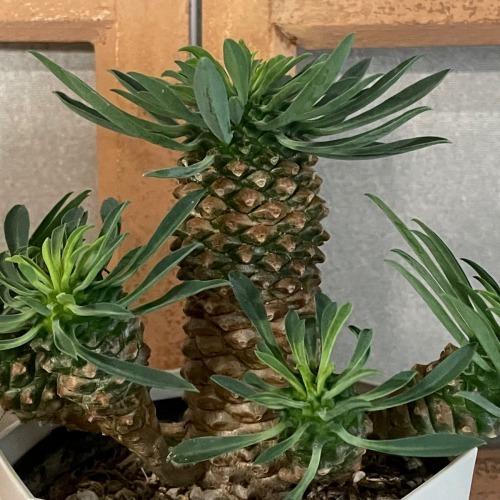 ユーフォルビア ソテツキリン(パイナップルコーン) 4号　ユーホルビア 多肉植物 カワイイ 可愛い 蘇鉄麒麟 蘇鉄キリン 初心者 育てやすい インテリア 観葉植物 |  | 01