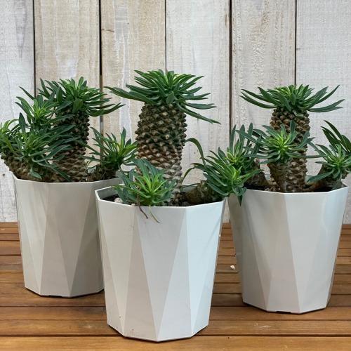 ユーフォルビア ソテツキリン(パイナップルコーン) 4号　ユーホルビア 多肉植物 カワイイ 可愛い 蘇鉄麒麟 蘇鉄キリン 初心者 育てやすい インテリア 観葉植物 |  | 02