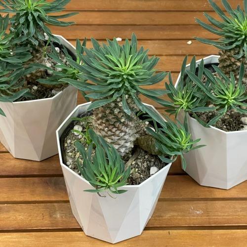 ユーフォルビア ソテツキリン(パイナップルコーン) 4号　ユーホルビア 多肉植物 カワイイ 可愛い 蘇鉄麒麟 蘇鉄キリン 初心者 育てやすい インテリア 観葉植物 |  | 03