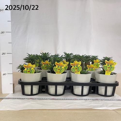 ユーフォルビア ソテツキリン(パイナップルコーン) 4号　ユーホルビア 多肉植物 カワイイ 可愛い 蘇鉄麒麟 蘇鉄キリン 初心者 育てやすい インテリア 観葉植物 |  | 04