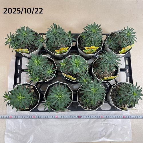 ユーフォルビア ソテツキリン(パイナップルコーン) 4号　ユーホルビア 多肉植物 カワイイ 可愛い 蘇鉄麒麟 蘇鉄キリン 初心者 育てやすい インテリア 観葉植物 |  | 05