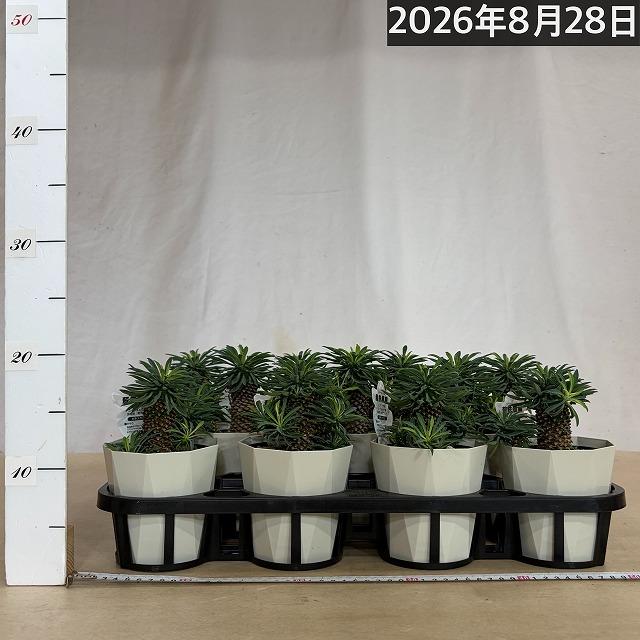 ユーフォルビア ソテツキリン(パイナップルコーン) 4号　ユーホルビア 蘇鉄麒麟 蘇鉄キリン 多肉植物 カワイイ 可愛い 初心者 育てやすい インテリア 観葉植物 |  | 05
