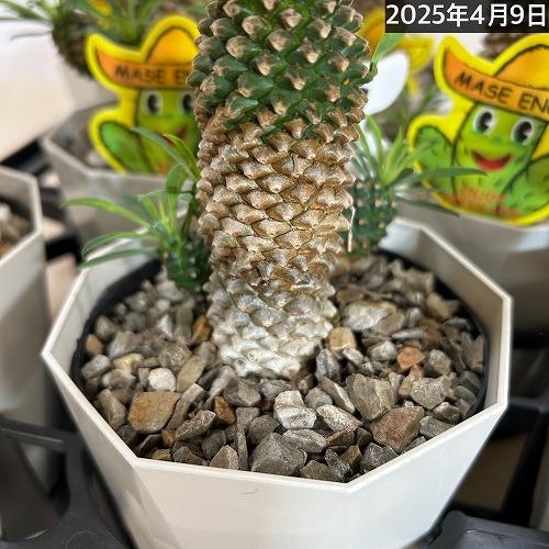 ユーフォルビア ソテツキリン(パイナップルコーン) 4号　ユーホルビア 多肉植物 カワイイ 可愛い 蘇鉄麒麟 蘇鉄キリン 初心者 育てやすい インテリア 観葉植物 |  | 07