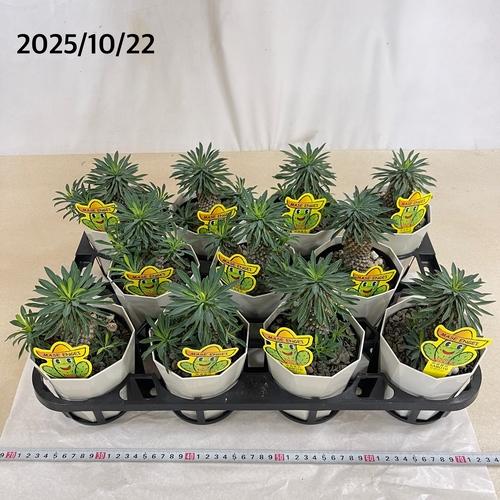 ユーフォルビア ソテツキリン(パイナップルコーン) 4号　ユーホルビア 多肉植物 カワイイ 可愛い 蘇鉄麒麟 蘇鉄キリン 初心者 育てやすい インテリア 観葉植物 |  | 06