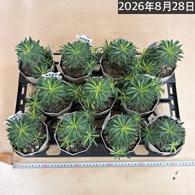 ユーフォルビア ソテツキリン(パイナップルコーン) 4号　ユーホルビア 蘇鉄麒麟 蘇鉄キリン 多肉植物 カワイイ 可愛い 初心者 育てやすい インテリア 観葉植物 |  | 06