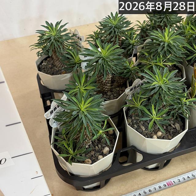 ユーフォルビア ソテツキリン(パイナップルコーン) 4号　ユーホルビア 蘇鉄麒麟 蘇鉄キリン 多肉植物 カワイイ 可愛い 初心者 育てやすい インテリア 観葉植物 |  | 07