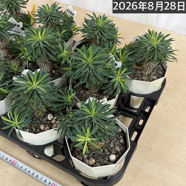 ユーフォルビア ソテツキリン(パイナップルコーン) 4号　ユーホルビア 蘇鉄麒麟 蘇鉄キリン 多肉植物 カワイイ 可愛い 初心者 育てやすい インテリア 観葉植物 |  | 08