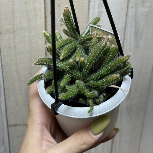 リプサリス ホリダ 3号 吊り鉢(おまかせ1鉢) rhipsalis horrida ハンギング サボテン 吊るす オシャレ・育てやすい　 |  | 01