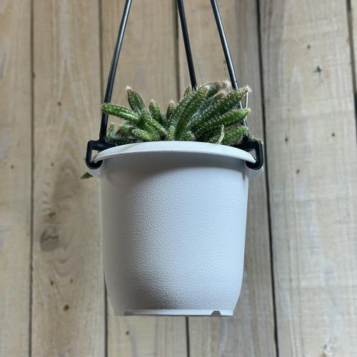 リプサリス ホリダ 3号 吊り鉢(おまかせ1鉢) rhipsalis horrida ハンギング サボテン 吊るす オシャレ・育てやすい　 |  | 02