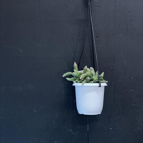 リプサリス ホリダ 3号 吊り鉢(おまかせ1鉢) rhipsalis horrida ハンギング サボテン 吊るす オシャレ・育てやすい　 |  | 03