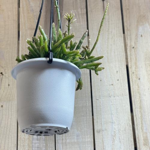 リプサリス プリスマティカ 3号 吊り鉢(おまかせ1鉢) rhipsalis prismatica ハンギング サボテン 吊るす オシャレ・育てやすい　 |  | 01
