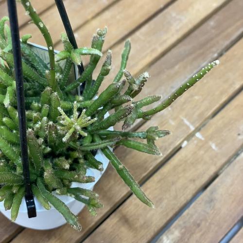 リプサリス プリスマティカ 3号 吊り鉢(おまかせ1鉢) rhipsalis prismatica ハンギング サボテン 吊るす オシャレ・育てやすい　 |  | 02