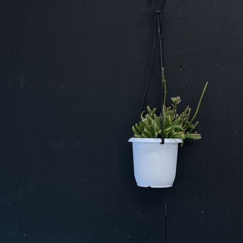 リプサリス プリスマティカ 3号 吊り鉢(おまかせ1鉢) rhipsalis prismatica ハンギング サボテン 吊るす オシャレ・育てやすい　 |  | 03