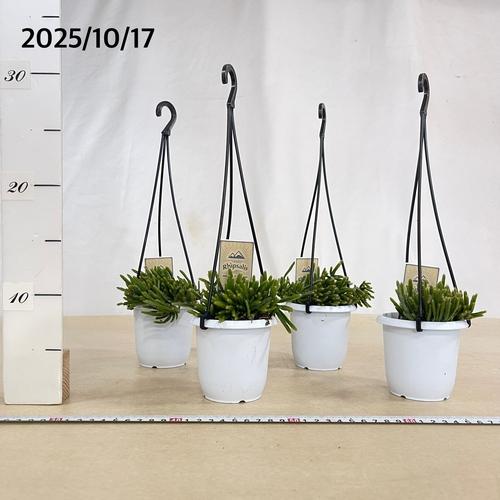 リプサリス プリスマティカ 3号 吊り鉢(おまかせ1鉢) rhipsalis prismatica ハンギング サボテン 吊るす オシャレ・育てやすい　 |  | 04