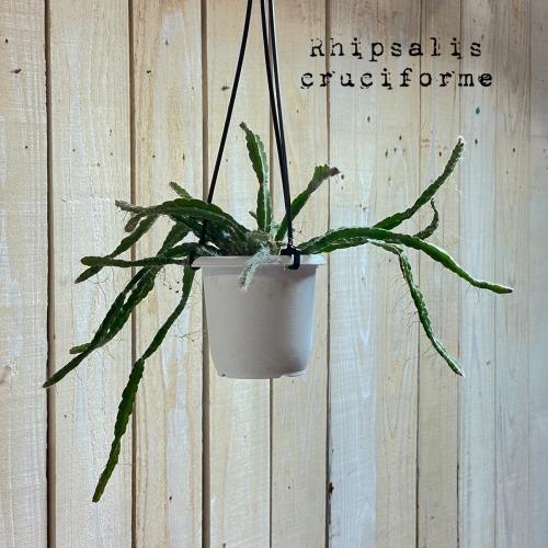 リプサリス クルシフォルメ 3号吊り鉢(おまかせ1鉢) rhipsalis cruciforme ハンギング サボテン 吊るす オシャレ・育てやすい　 | 