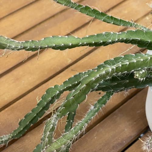 リプサリス クルシフォルメ 3号吊り鉢(おまかせ1鉢) rhipsalis cruciforme ハンギング サボテン 吊るす オシャレ・育てやすい　 |  | 01