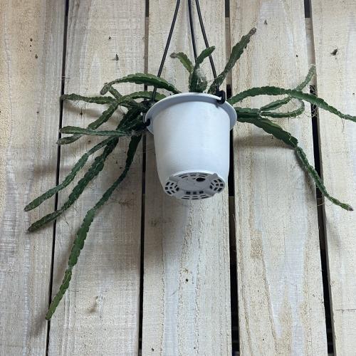 リプサリス クルシフォルメ 3号吊り鉢(おまかせ1鉢) rhipsalis cruciforme ハンギング サボテン 吊るす オシャレ・育てやすい　 |  | 02