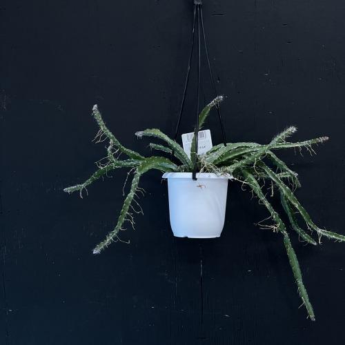 リプサリス クルシフォルメ 3号吊り鉢(おまかせ1鉢) rhipsalis cruciforme ハンギング サボテン 吊るす オシャレ・育てやすい　 |  | 03