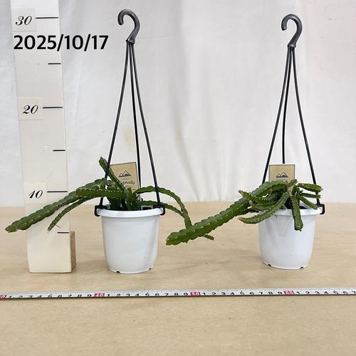 リプサリス クルシフォルメ 3号吊り鉢(おまかせ1鉢) rhipsalis cruciforme ハンギング サボテン 吊るす オシャレ・育てやすい　 |  | 04
