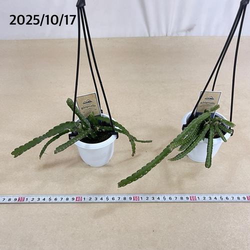 リプサリス クルシフォルメ 3号吊り鉢(おまかせ1鉢) rhipsalis cruciforme ハンギング サボテン 吊るす オシャレ・育てやすい　 |  | 05