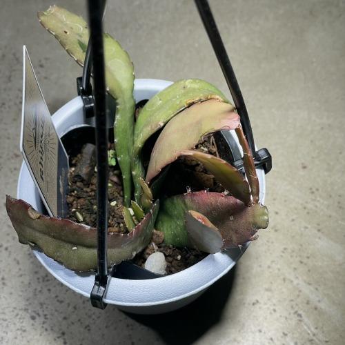 リプサリス ラムローサ 3号吊り鉢(おまかせ1鉢) rhipsalis ramulosa ハンギング サボテン 吊るす オシャレ・育てやすい |  | 01