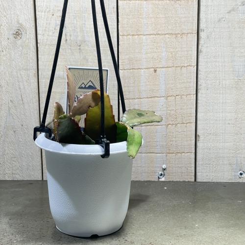 リプサリス ラムローサ 3号吊り鉢(おまかせ1鉢) rhipsalis ramulosa ハンギング サボテン 吊るす オシャレ・育てやすい |  | 02