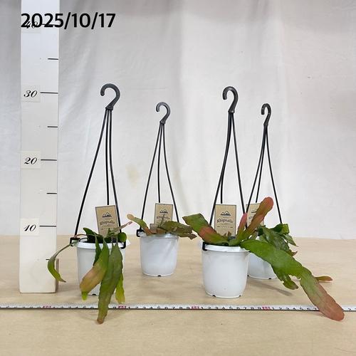 リプサリス ラムローサ 3号吊り鉢(おまかせ1鉢) rhipsalis ramulosa ハンギング サボテン 吊るす オシャレ・育てやすい |  | 03