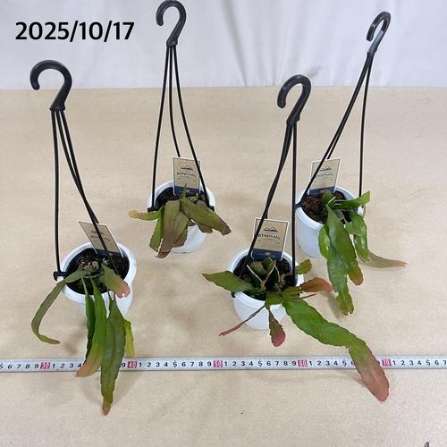 リプサリス ラムローサ 3号吊り鉢(おまかせ1鉢) rhipsalis ramulosa ハンギング サボテン 吊るす オシャレ・育てやすい |  | 04