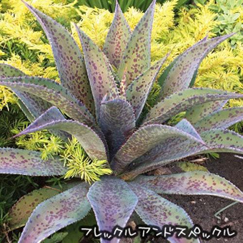 ハクサン アガベ マンフレダ 育てやすい 初心者 花壇 庭植え マンガベ フレックルアンドスペックル １２ｃｍｐ Leafs ヤフー店 通販 Yahoo ショッピング