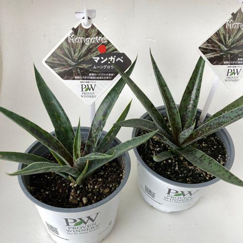 ハクサン アガベ マンフレダ 育てやすい 初心者 花壇 庭植え マンガベ ムーングロウ １２ｃｍｐ Leafs ヤフー店 通販 Yahoo ショッピング