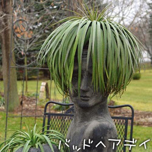 ハクサン アガベ マンフレダ 育てやすい 初心者 花壇 庭植え マンガベ バッドヘアデイ １２ｃｍｐ Leafs ヤフー店 通販 Yahoo ショッピング