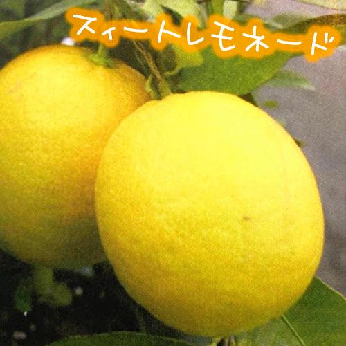 予約販売 果樹苗 柑橘 かんきつ 鉢植え 育てやすい よっちゃんシリーズ レモン スィートレモネード ９ｃｍ Leafs ヤフー店 通販 Yahoo ショッピング