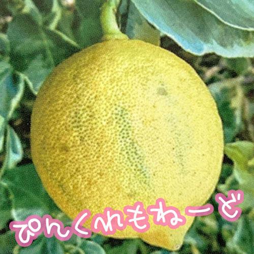果樹苗 柑橘 かんきつ 鉢植え 育てやすい よっちゃんシリーズ レモン ピンクレモネード ９ｃｍ Leafs ヤフー店 通販 Yahoo ショッピング