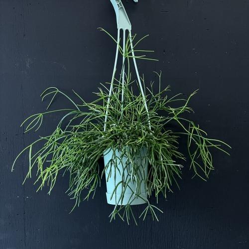 リプサリス カスッサ 3.5号 吊り鉢 観葉植物 多肉植物 インテリア