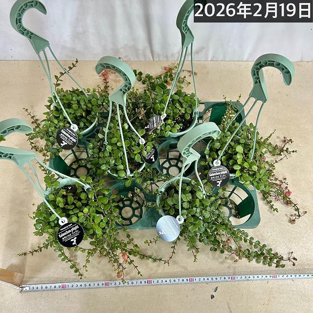 カランコエ フィフィ 3.5号吊り鉢 インテリア 室内 吊るす ハンギング