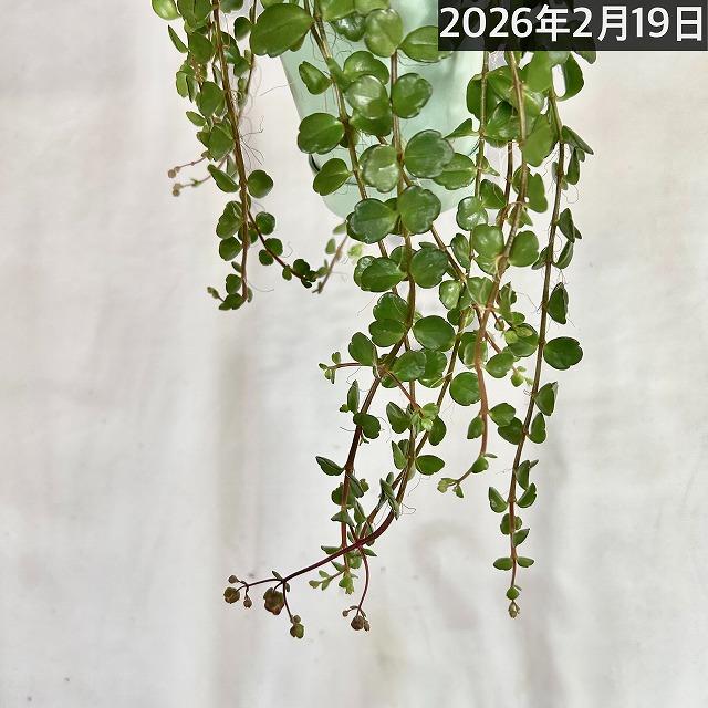 カランコエ フィフィ 3.5号吊り鉢 インテリア 室内 吊るす ハンギング