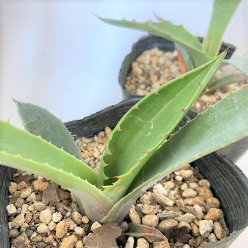 多肉植物 インテリア 育てやすい カッコイイ 乾燥に強い アガベ テマカプリネンシス ２ ５号 ３号 5023 Leafs ヤフー店 通販 Yahoo ショッピング