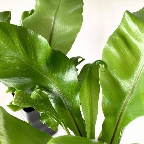 390円 21年最新入荷 Asplenium Avis Nanas インテリアグリーン オシャレ シック 観葉植物 シダ アスプレニウム ニダス アビス ３ ５号