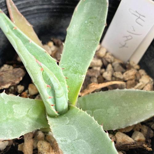 多肉植物 インテリア 育てやすい カッコイイ 乾燥に強い アガベ モンタナ 2 5 3号 Leafs ヤフー店 通販 Yahoo ショッピング