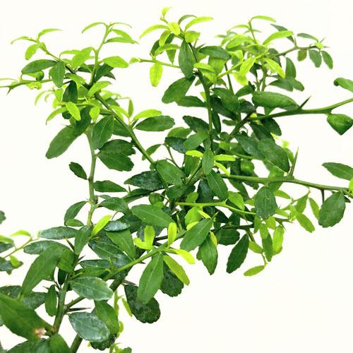 最高の品質の 果樹苗 柑橘 カンキツ 寒さに強い 珍しい オシャレ フィンガーライム 桃実系 4 5号 ラベルなし Fernandomolica Com Br