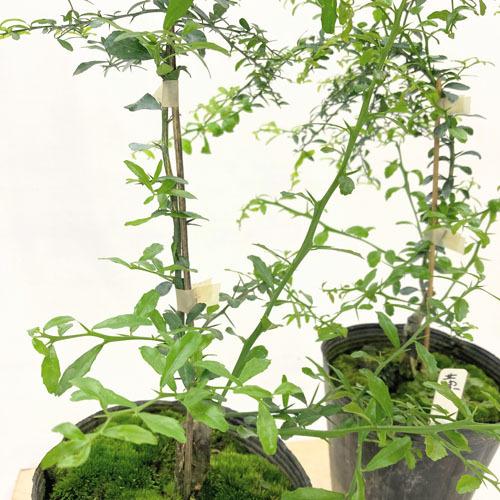 果樹苗 柑橘 カンキツ 寒さに強い 珍しい オシャレ フィンガーライム 黄実系 4 5号 ラベルなし Leafs ヤフー店 通販 Yahoo ショッピング