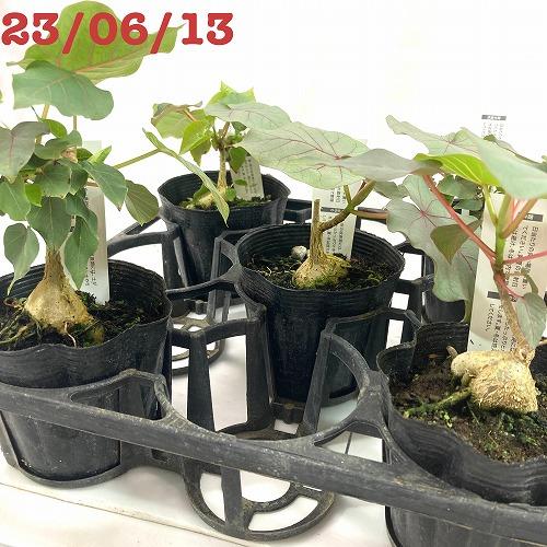 観葉植物 コーデックス フィカス ペティオラリス 3.5号 塊根植物 レア